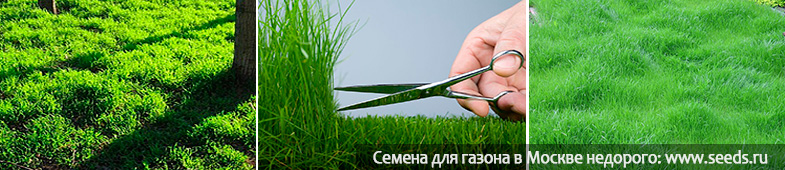 кочки на газоне как убрать