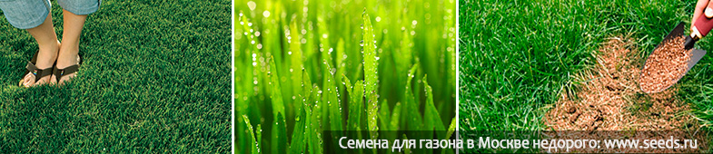 как посеять газон как посеять газонную траву инструкция