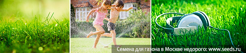 полив газона система полива газона