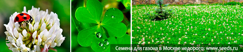 клевер на газоне нужен ли клевер на газоне