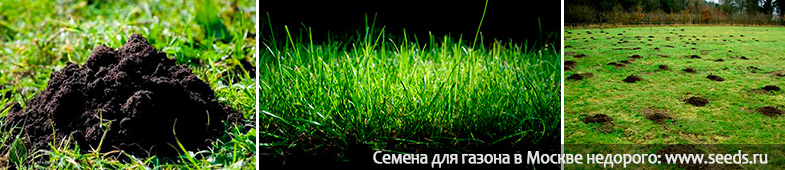 кроты на даче что делать кроты на участке