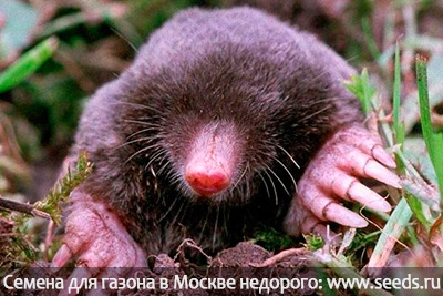 кроты на участке кроты на даче что делать