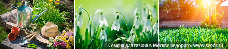 когда сеять газон весной когда сажать газон весной