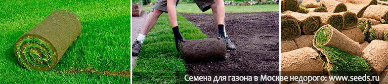 желтеет рулонный газон что делать желтеет рулонный газон