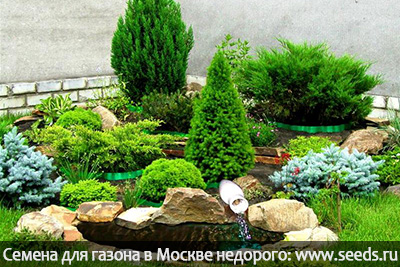 плесень на газоне что делать плесень на газоне как избежать