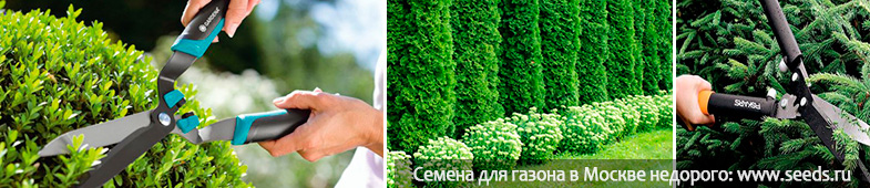 какой выбрать секатор или ножницы секатор как выбрать