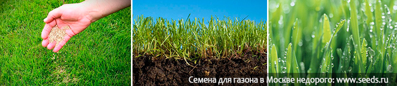 проблемы с газоном, газонные семена не прорастают семена газонной травы не всходят, плохо растёт газон