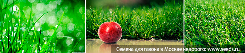 Как выбрать газонную траву для дачи