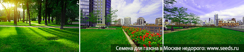 газонная трава быстро всходит, быстрый газон