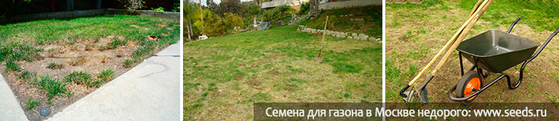 что делать со старым газоном Газонная трава стала жесткой и редкой