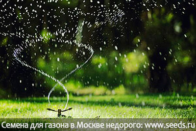 теневынослиый газон