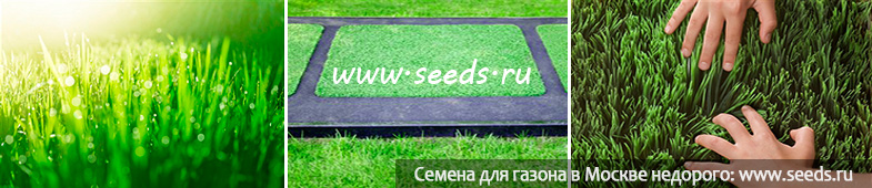 убрать проплешины на газоне, проплешины на газоне, подсев газонной травы