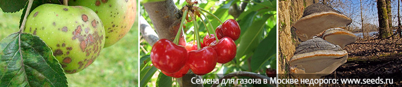 Болезни садовых деревьев и их лечение