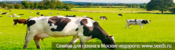 Кормовые смеси газонных трав